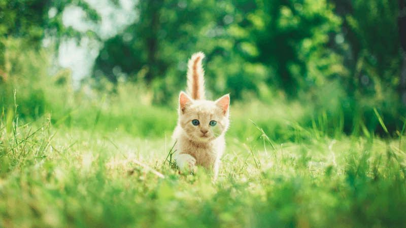 芝生を歩いている猫
